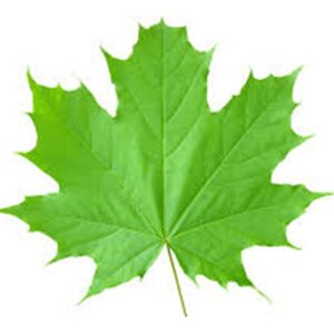 London plane tree green leaf