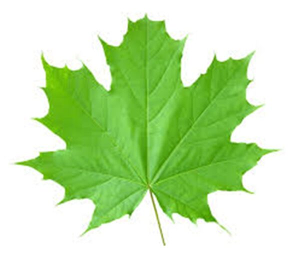 London plane tree green leaf